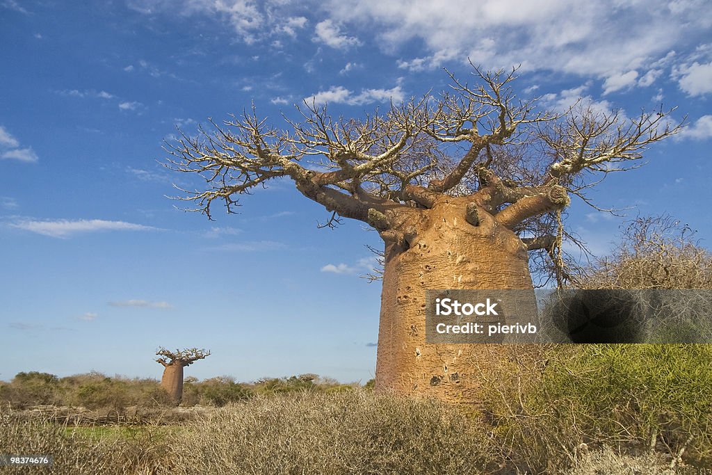 Baobab trees Baobab trees from Andavadoaka, Madagascar Africa Stock Photo