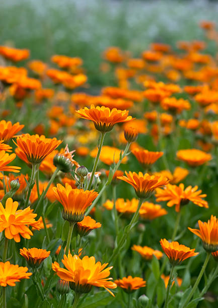 istock Field of orange wild flowers 98374682