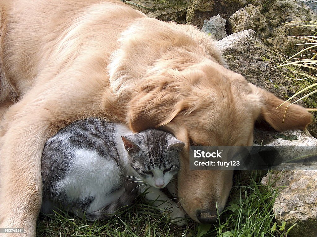 An image of a cat and dog best friends Domestic cat and golden retriever. Best friends. Dog Stock Photo