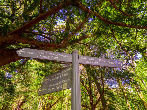 istock Direction signs at Killarney National park 983750166