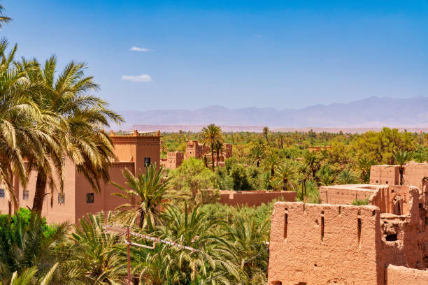 Beautiful oasis with 3 tropical palms in Sahara desert at hot sunny day. Merzouga desert, Morocco. Global Warming concept.