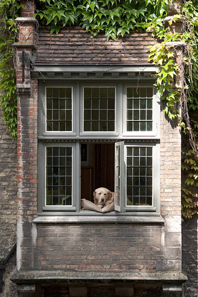 istock Labrador dog in window, Bruges, Belgium 98375281