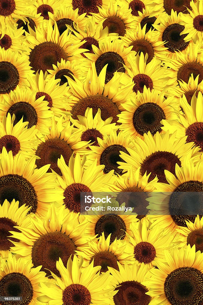 Yellow sunflowers petals background  Agriculture Stock Photo