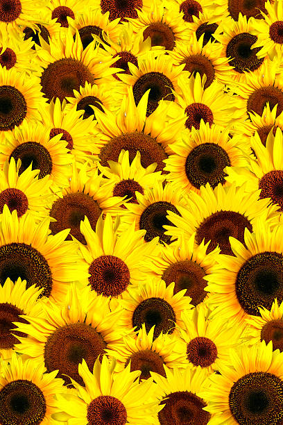 Yellow sunflowers petals background stock photo