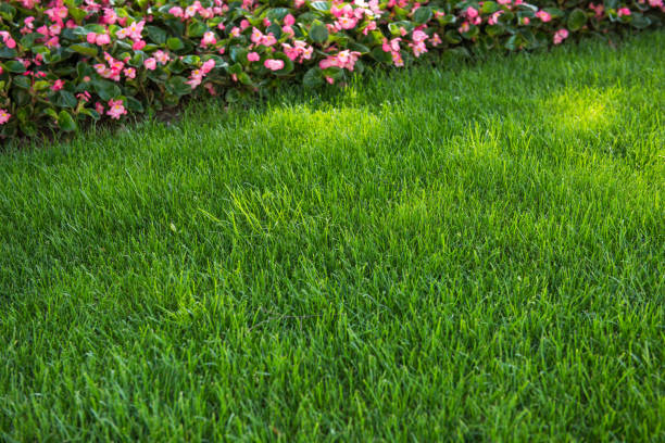 istock Begonia flowers and lawns. 983753574