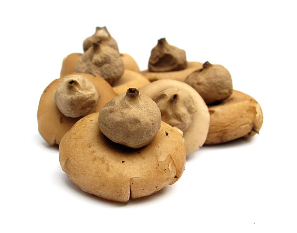 istock Geastrum triplex collared earthstar mushroom 98375530