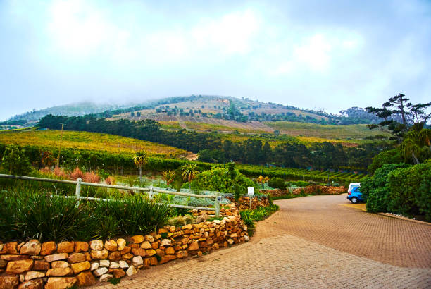 Vineyards in Constantia Cape-Town stock photo