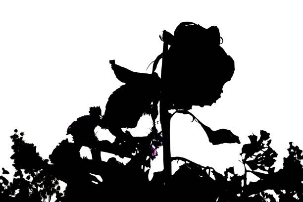 A Floral Silhouette stock photo