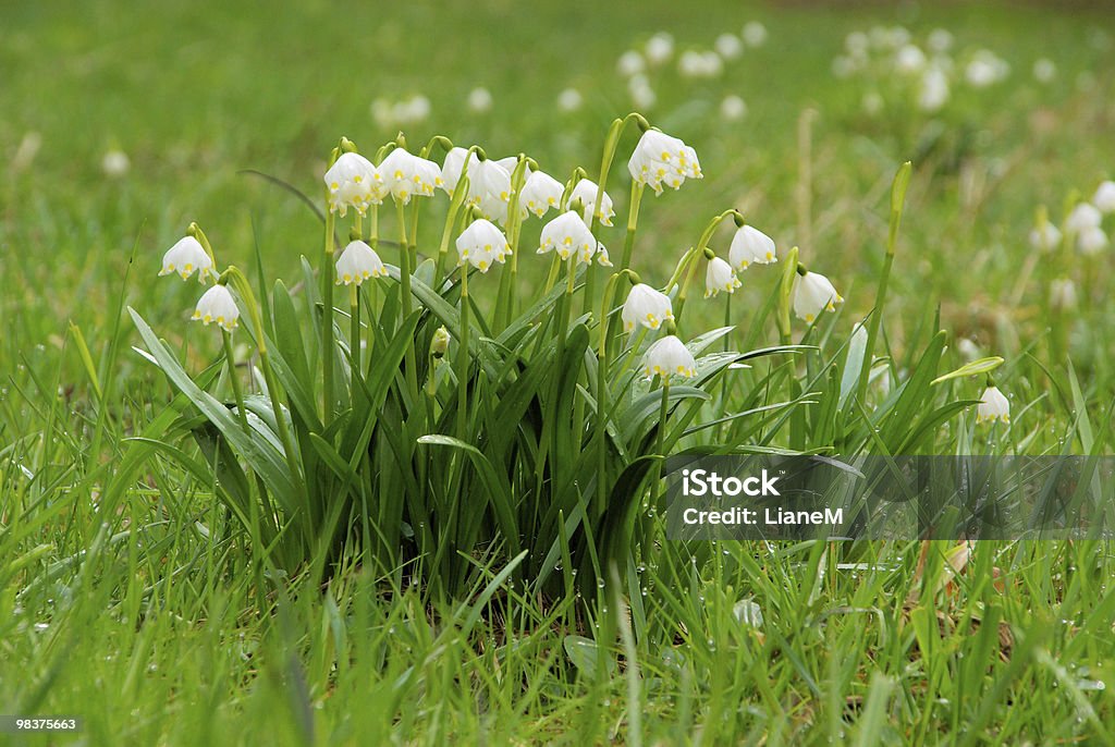 wild daffodil  Blossom Stock Photo