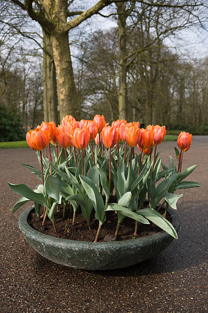 potted Tulips stock photo