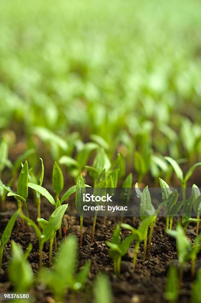 Agricultura Biológica - Fotografias de stock e mais imagens de Cor verde - Cor verde, Crescimento, Cultivado