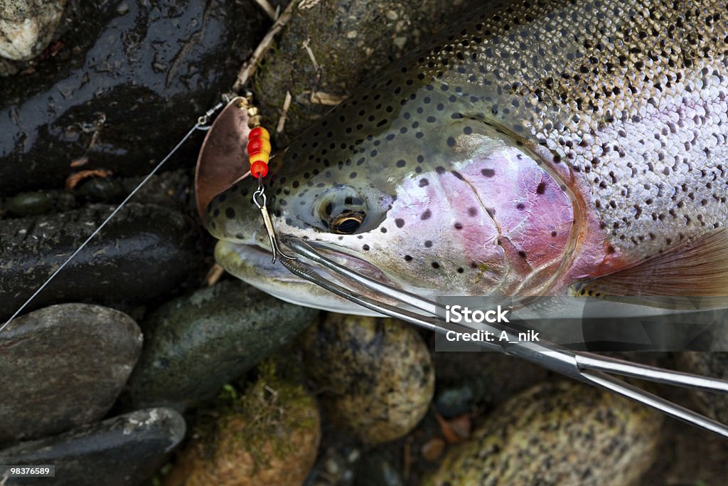 свежий пойманной рыбы - Стоковые фото Без людей роялти-фри