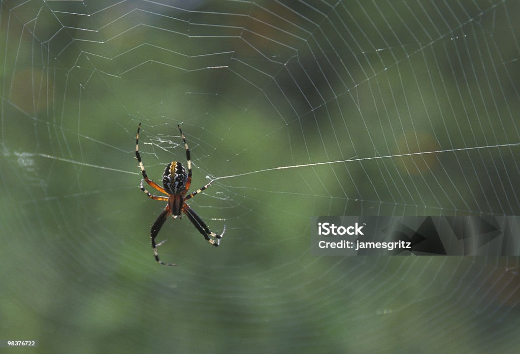 spider and web  Animal Stock Photo