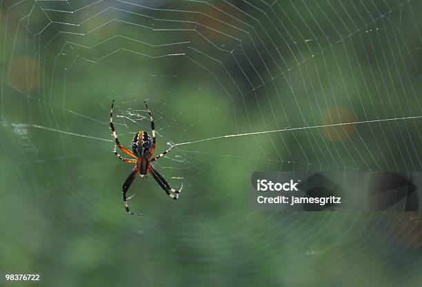 Spider And Web Stock Photo - Download Image Now - Animal, Built Structure, Color Image