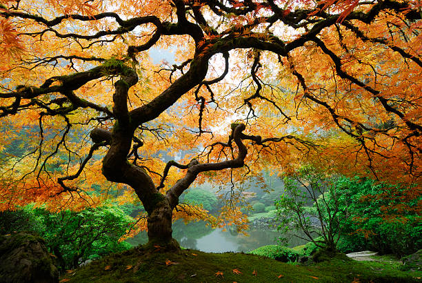 Stunning autumn maple on hill in green forest by water Japanese Maple in Autumn, Japanese garden, Portland, Oregon portland japanese garden stock pictures, royalty-free photos & images