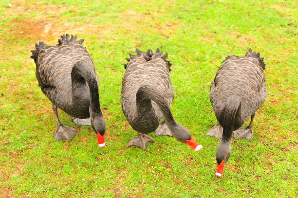 istock Black Swans in Tasmania 983768668