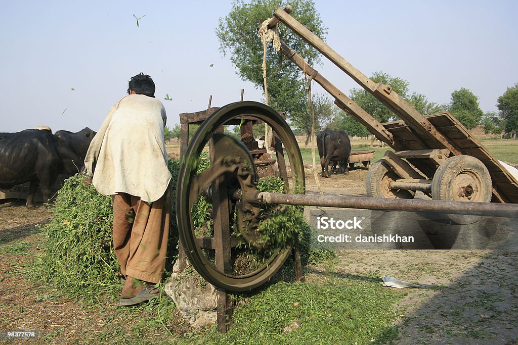 Country life  Adult Stock Photo