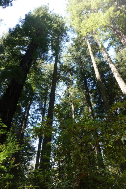 istock Tallest Redwood Trees in the World 983776114