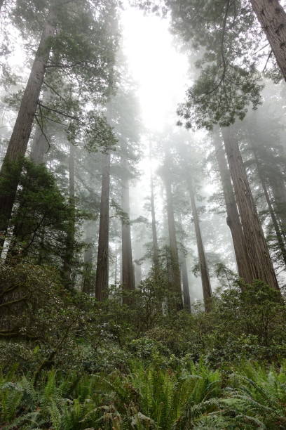 istock Tallest Redwood Trees in the World 983776190