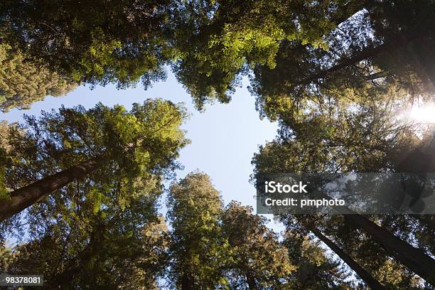 Foto de Copa De Árvores e mais fotos de stock de Azul - Azul, Bosque - Floresta, Califórnia
