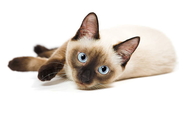 Siamese cat  siamese cat stock pictures, royalty-free photos & images