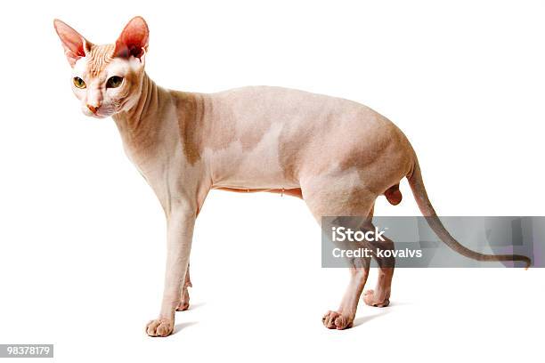 Oriental Gatto - Fotografie stock e altre immagini di Animale - Animale, Animale da compagnia, Animale maschio