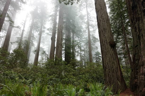 istock Tallest Redwood Trees in the World 983782640