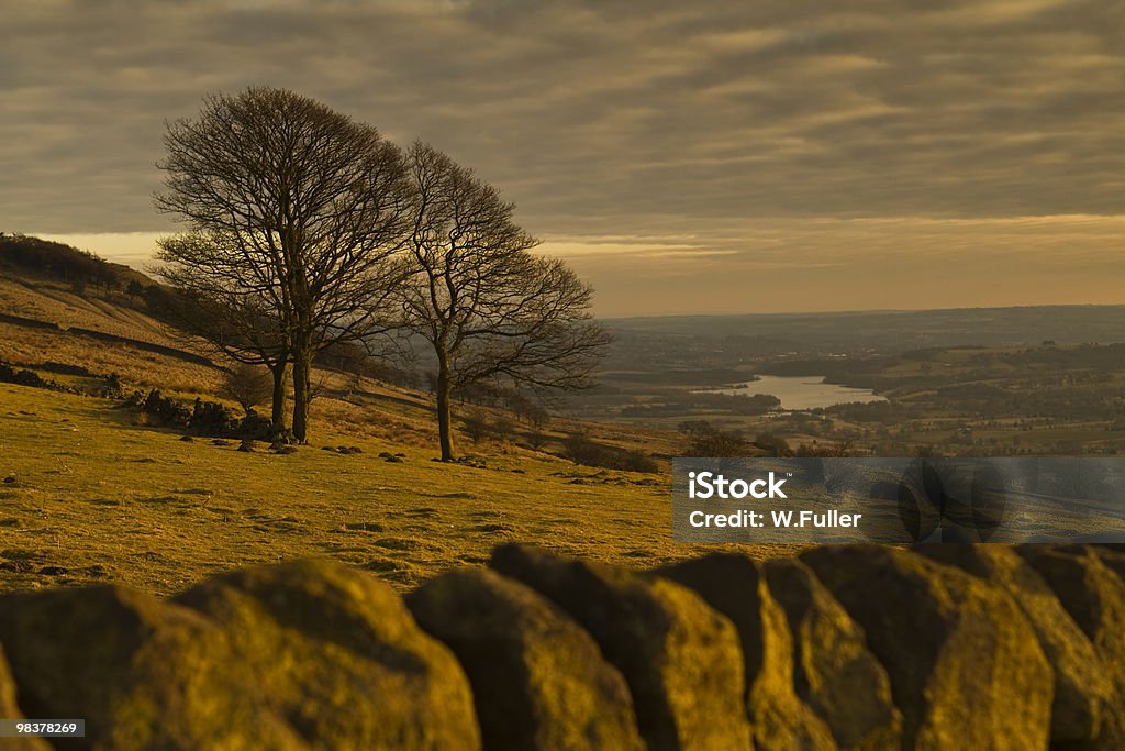 Trees on a hillside, at Sunset  Color Image Stock Photo