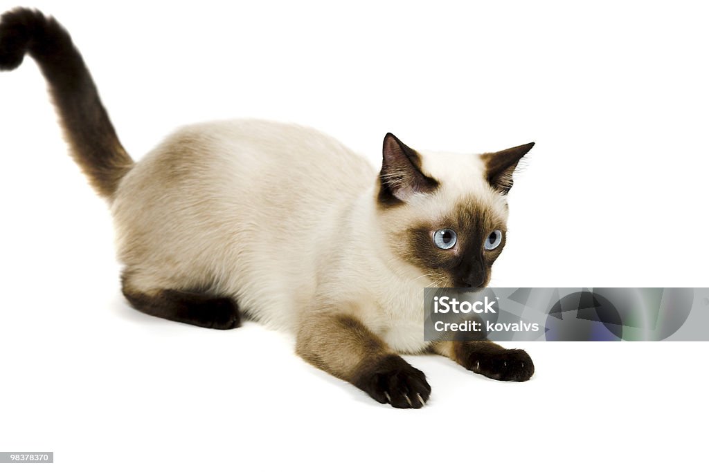 Siamese cat  Animal Stock Photo