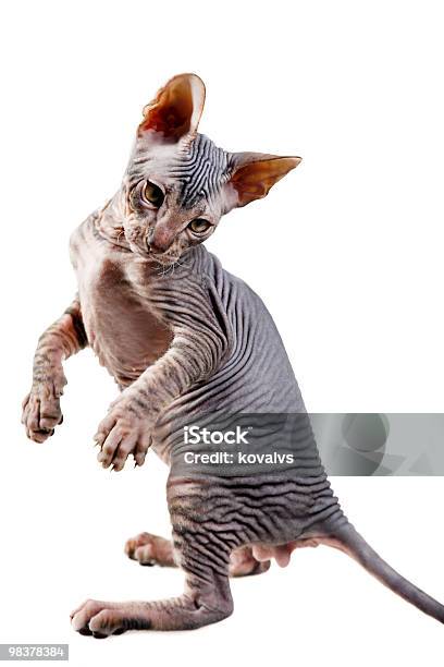 Oriental Kitten Stock Photo - Download Image Now - Domestic Cat, Vertical, Animal