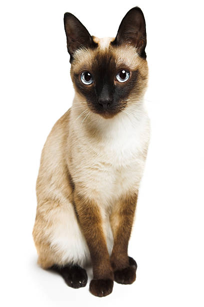 istock Close up of brown and white sitting Siamese cat 98378444