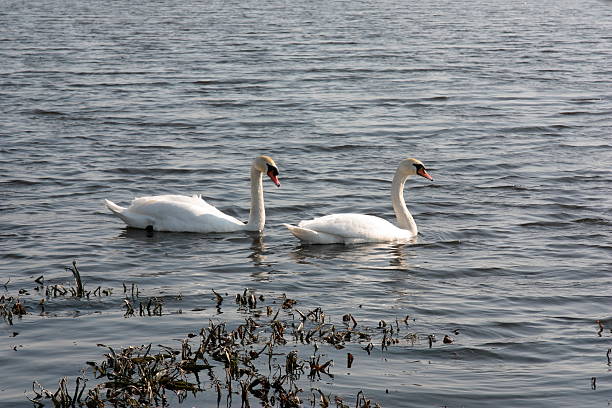 Pair swans in the lake. stock photo