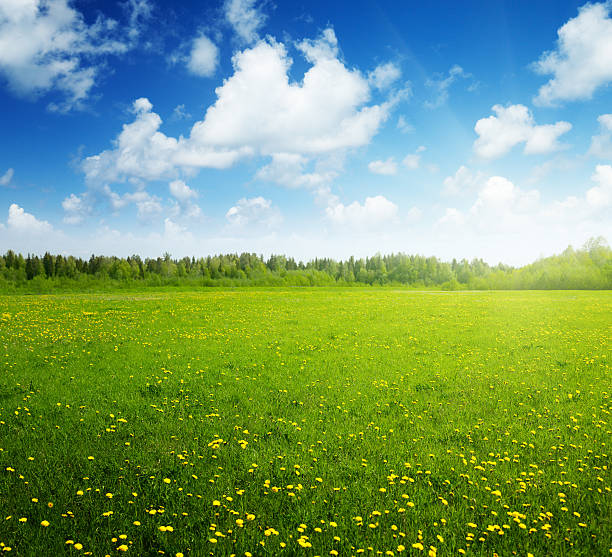 istock A sunny field of flowers with a blue sky 98378933
