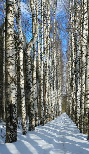 冬のバーチアレイ - rural scene russia ski track footpath ストックフォトと画像