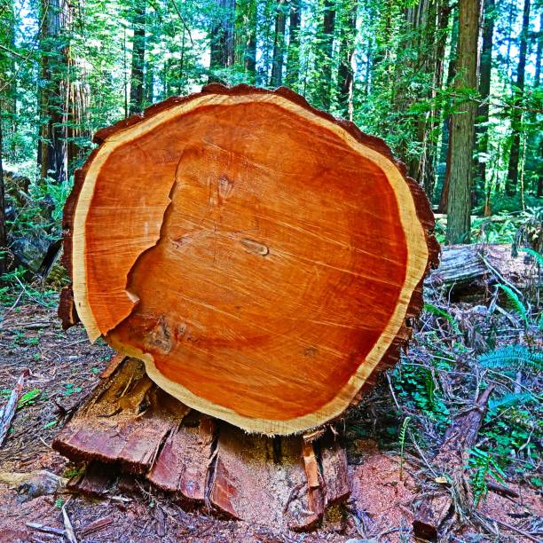 istock Tallest Redwood Trees in the World 983793258