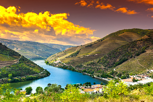 Travel in River Douro region in Portugal among vineyards and olive groves. Viticulture in the Portuguese villages at sunrise