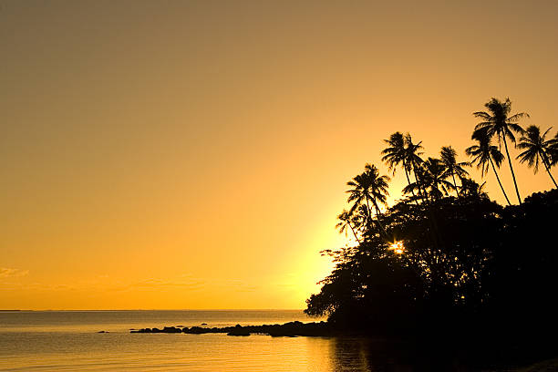 Golden Tropics stock photo