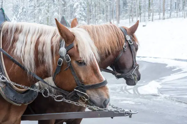 Close up of Horses in front of the carriage