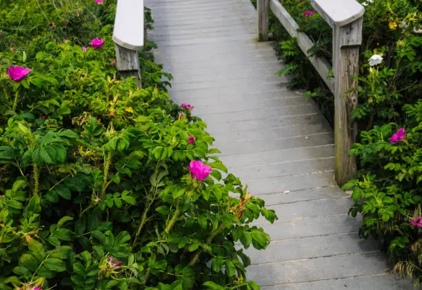 Photo of Wild Roses along the Boardwalk