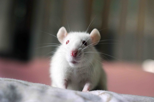 White Pet Mice