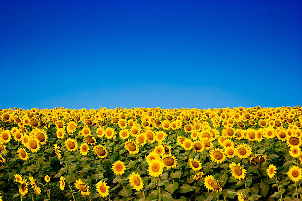 yellow sunflowers over blue sky Picture of yellow sunflowers over blue sky sunflower stock pictures, royalty-free photos & images