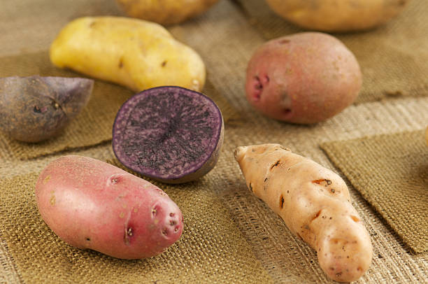 conjunto de variedad de papas con arpillera - patata peruana fotografías e imágenes de stock