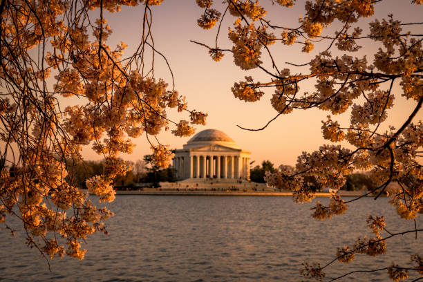 istock Jefferson Memorial and Cherry Blossoms 983808638