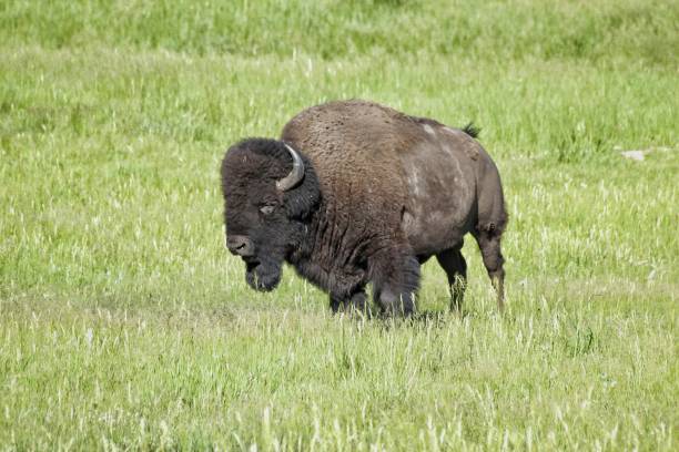 istock Bison buffalo badlands national park 983808674