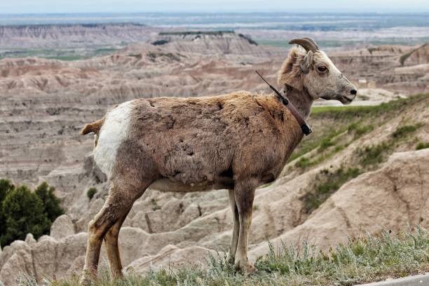 istock Female bighorn sheep 983808718
