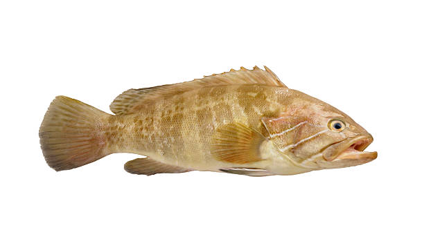 cernia pesce - full length indoors food nobody foto e immagini stock
