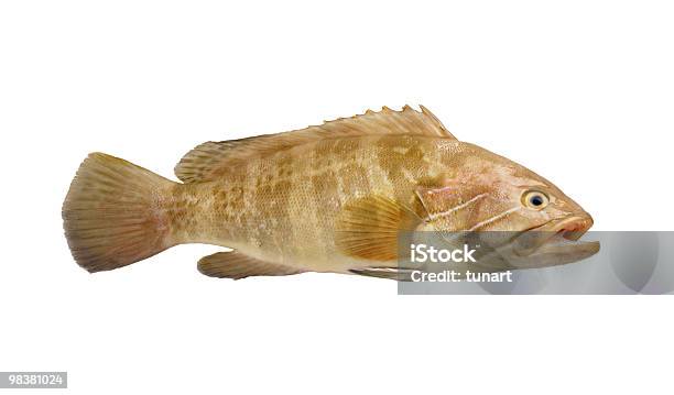 Cherne De Peixe - Fotografias de stock e mais imagens de Escorpena - Escorpena, Fundo Branco, Marisco