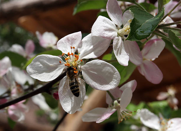 abelha melífera - bee apple tree flower single flower - fotografias e filmes do acervo