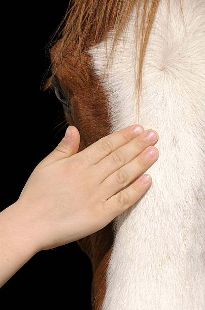 istock Contact Between Child and Horse 98381096