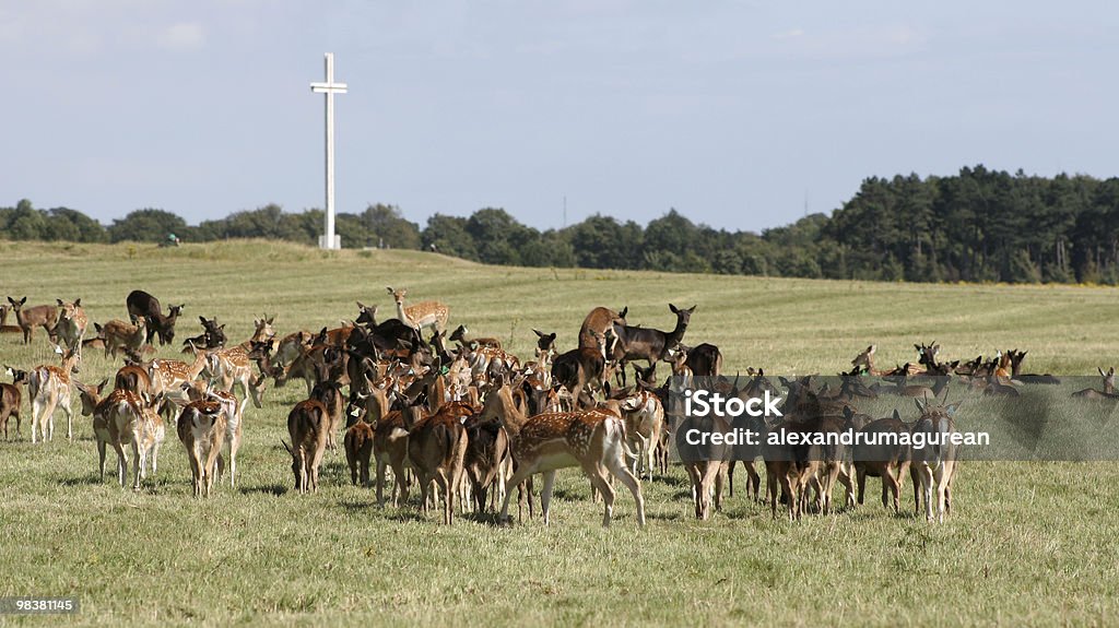 Dears  Animal Stock Photo